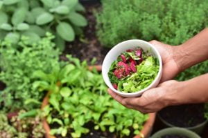 Lire la suite à propos de l’article Les 10 légumes à planter pour son premier potager