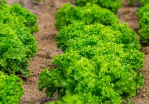 Lire la suite à propos de l’article Les bénéfices des légumes verts feuillus pour la santé