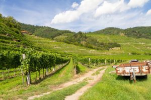 Lire la suite à propos de l’article Pourquoi investir dans un groupement foncier viticole (GFV) ?