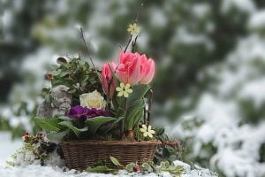 Lire la suite à propos de l’article Prenez soin de votre jardin avant l’hiver