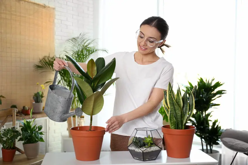Lire la suite à propos de l’article Où acheter vos plantes en gros ?