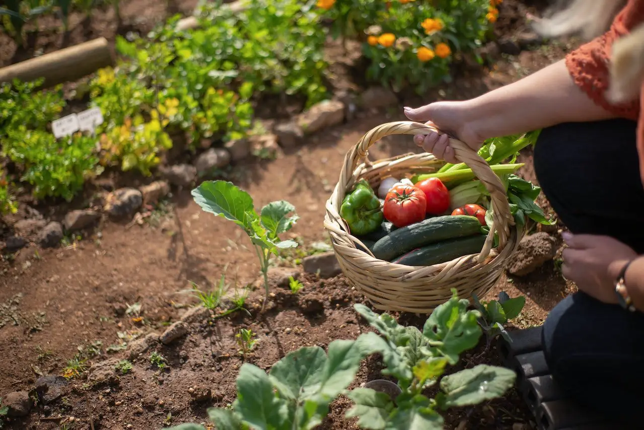 You are currently viewing 3 raisons de cultiver ses propres légumes ?